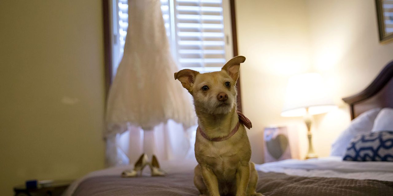 Don’t Hang That Dress From a Tree